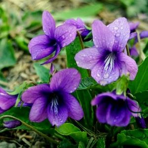 Meet your Posher, Kailee